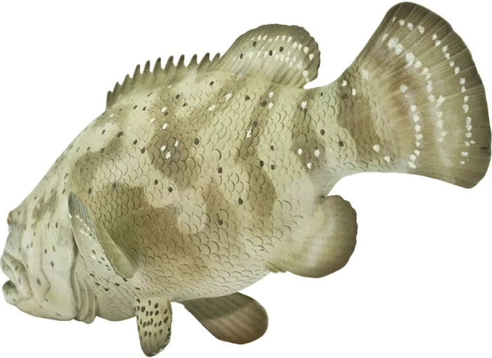 Imparare giocando: conoscere le specie marine
