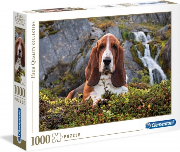 Soggetto Basset Hound nella natura