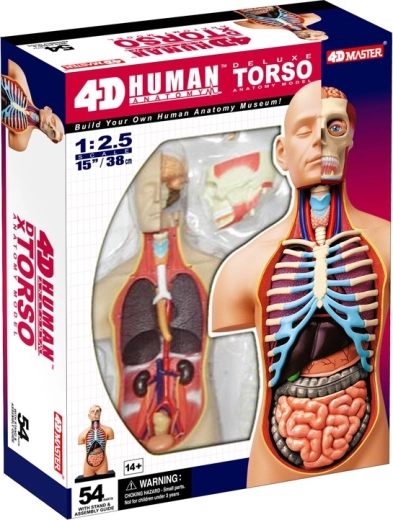 4D Master torso anatomico deluxe del corpo umano 38 cm