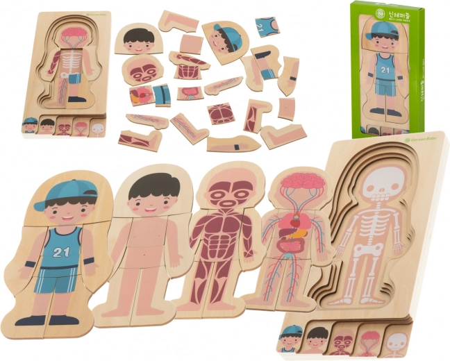 Puzzle in legno stratificato corpo umano Montessori