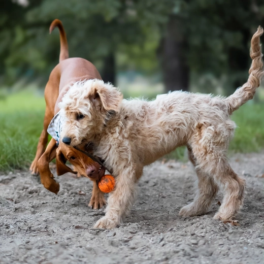 Corda per lanci e tira e molla