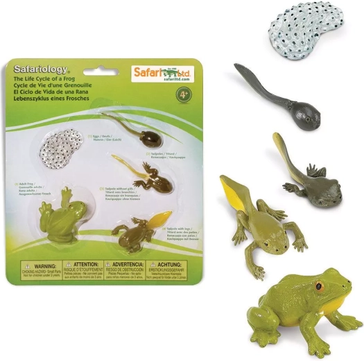Safari Ltd. ciclo vitale della rana