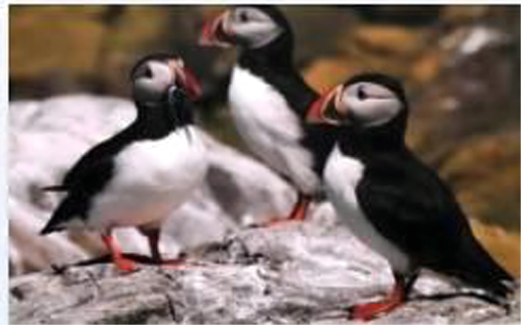 Motivo realistico delle sule