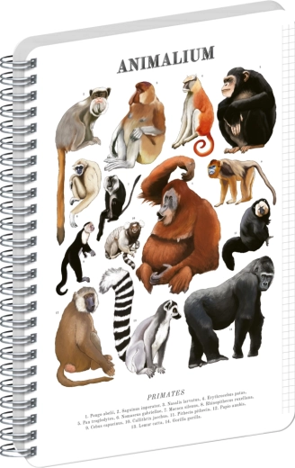 Blocco a spirale Notique Animalium – Primati, A4, a quadretti