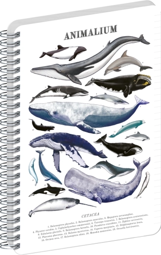 Blocco a spirale a righe Notique Animalium Sotto il mare A5
