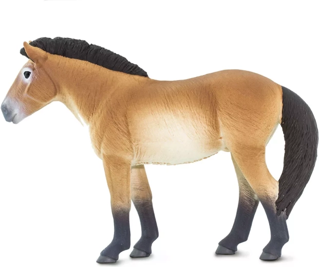 Imparare giocando: il cavallo di Przewalski e la sua storia