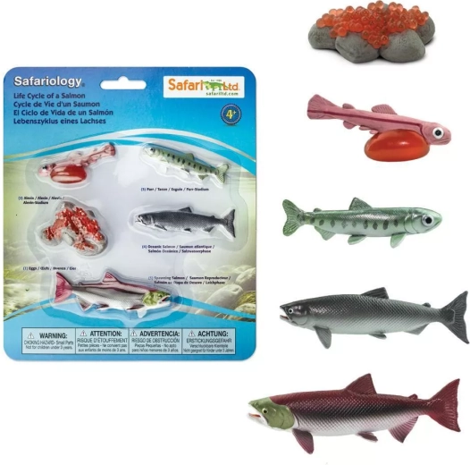 Safari Ltd. ciclo vitale del salmone