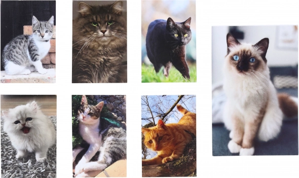 Piccolo Taccuino con Gatto 40 Fogli