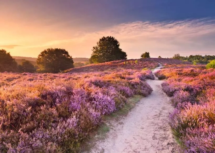 Puzzle RAVENSBURGER Strada Rosa 1000 pezzi