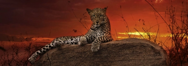 Puzzle panoramico Alba in Kenya 2000 pezzi