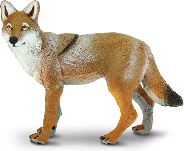 Coyote Safari Ltd. - 1 pezzo