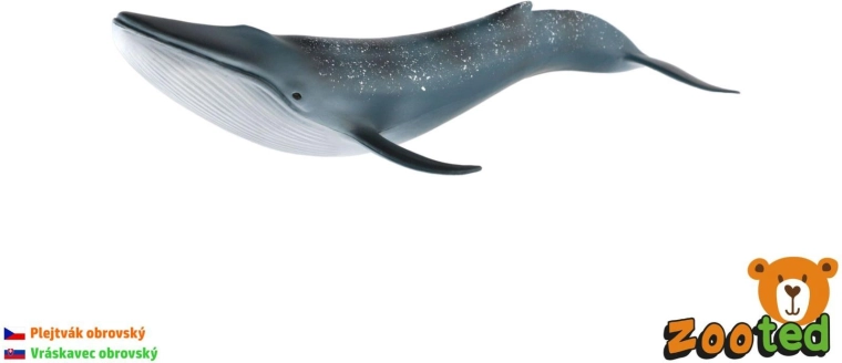 Modello di balenottera azzurra 27 cm