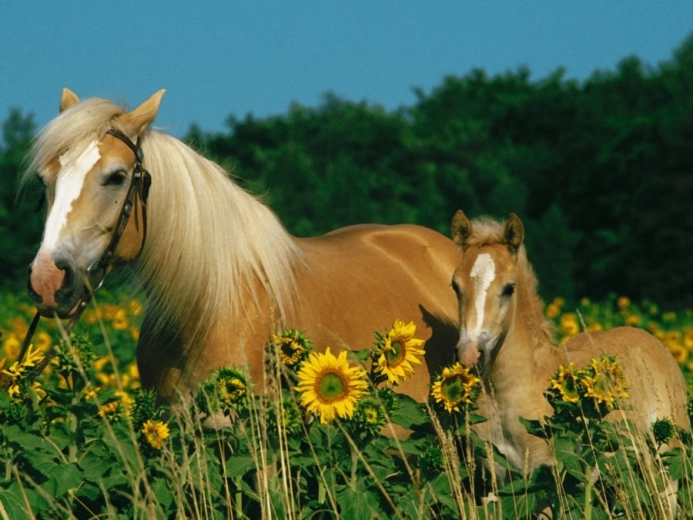 RAVENSBURGER Puzzle Fortuna dei cavalli XXL 200 pezzi