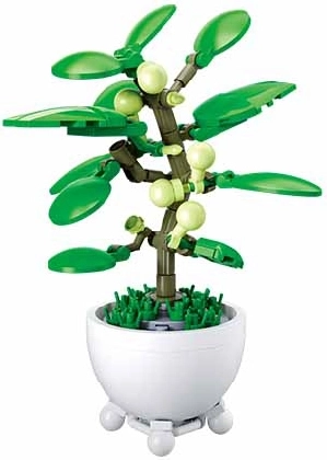 Sluban pianta tropicale in vaso