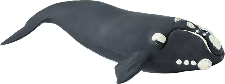 Safari Ltd. statuetta di balena franca australe - 1 pezzo