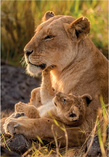 CLEMENTONI puzzle Amore felino 500 pezzi