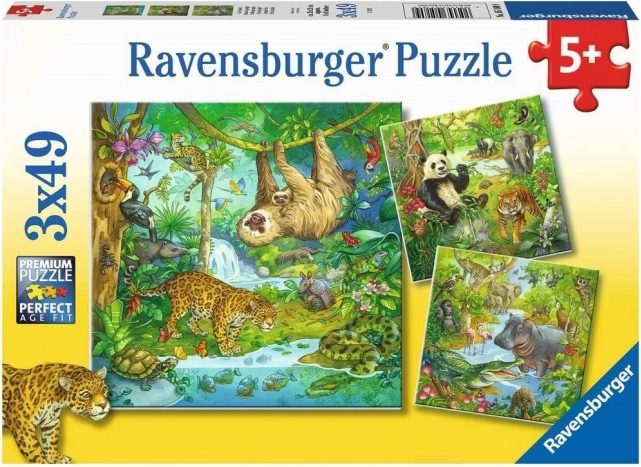 RAVENSBURGER Puzzle Animali nella giungla 3x49 pezzi