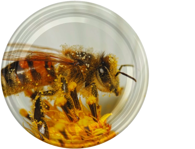 Coperchio per vasetti da conserva fi66 con motivo ape