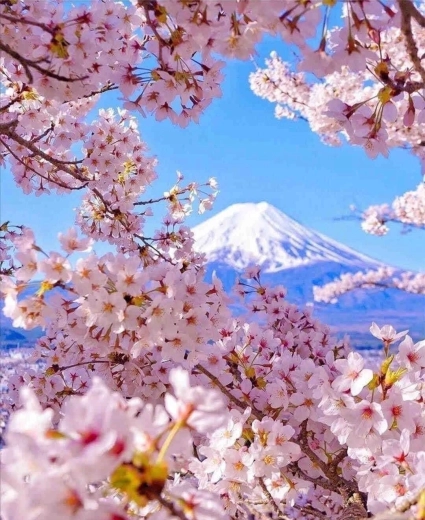 Pittura diamantata Monte Fuji con fiori di ciliegio 30 × 40 cm