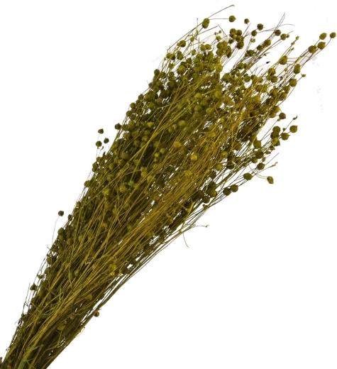 Erba decorativa essiccata verde 40–70 cm