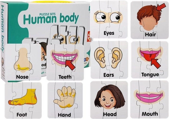 Puzzle educativi – parti del corpo umano, 10 coppie, vocaboli inglesi