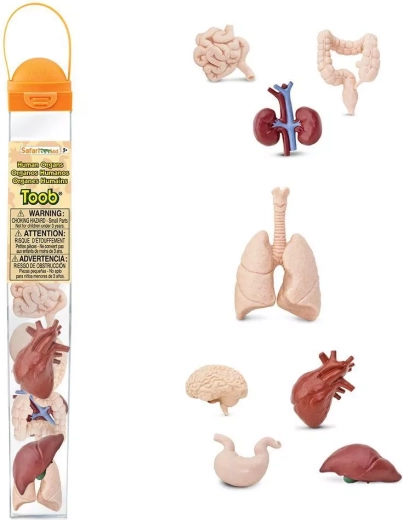 Safari Ltd. Toobs organi umani – set educativo di personaggi in tubo