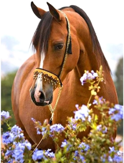 Ricamo con diamanti (diamond painting) cavallo nel prato 30 × 40 cm - 1 pezzo