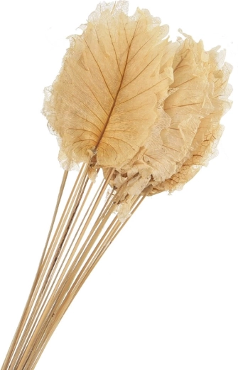 Foglie decorative essiccate beige 20 pz