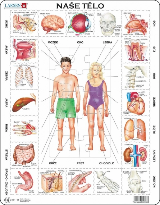 Larsen puzzle educativo Il nostro corpo 35 pezzi