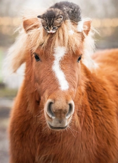 Puzzle Ravensburger pony e gattino 500 pezzi