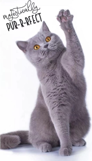 Asciugamano gattino