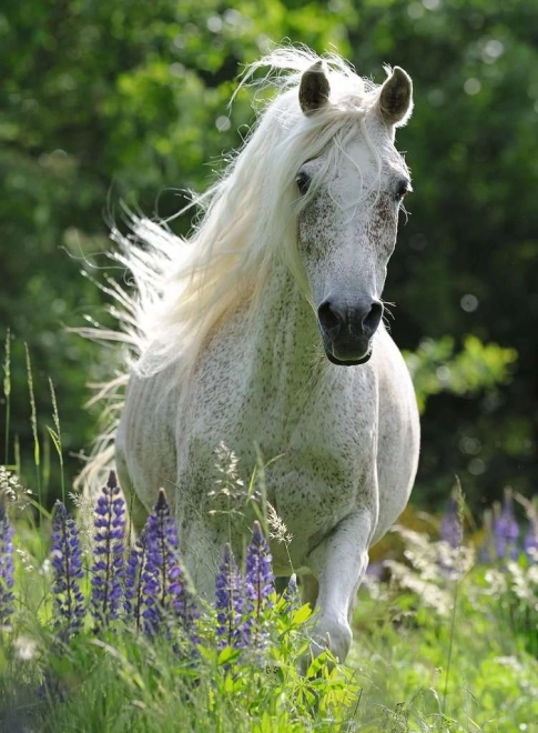 Puzzle Cavallo Bianco XXL 100 pezzi