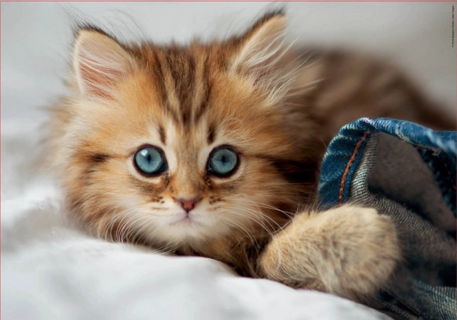 Puzzle Gattino EDUCA 200 pezzi