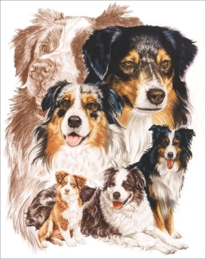 Pittura con diamanti – cane pastore australiano 30 × 40 cm - 1 pezzo