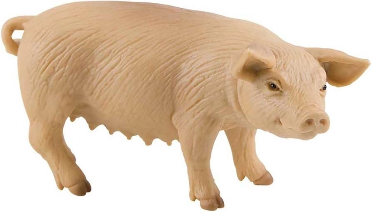Scrofa