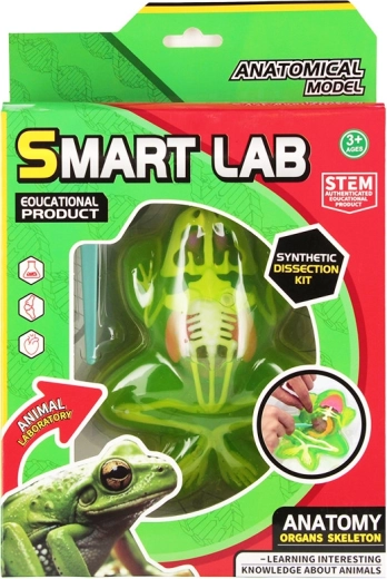 Gioco di anatomia della rana