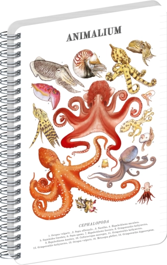 Blocco a spirale Notique Animalium – cefalopodi, a righe, A5