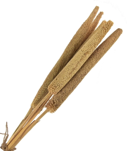 Decorazione essiccata (fiori secchi) beige – 5 pz, 50–60 cm