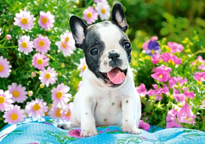 Puzzle da 500 pezzi French Bulldog Puppy