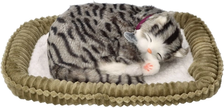 Adottami gattino soriano grigio che respira