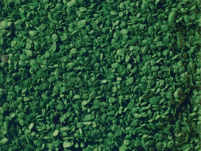 Noch fogliame sparso verde medio