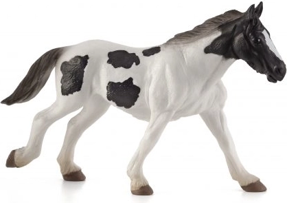 Mojo Irlandese tinker puledro annuale