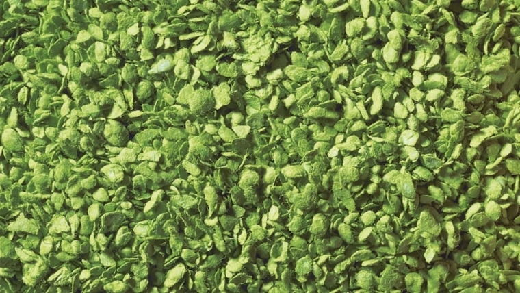NOCH fogliame sparso verde