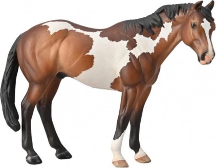Stallone Appaloosa Baio Overo Paint