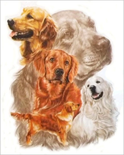 Diamond painting – quadro Golden retriever 30 × 35 cm