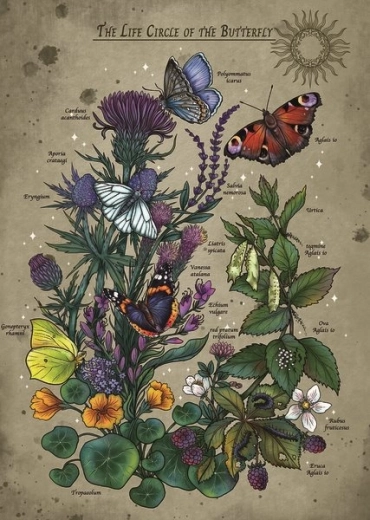 Puzzle ciclo di vita della farfalla 1000 pezzi