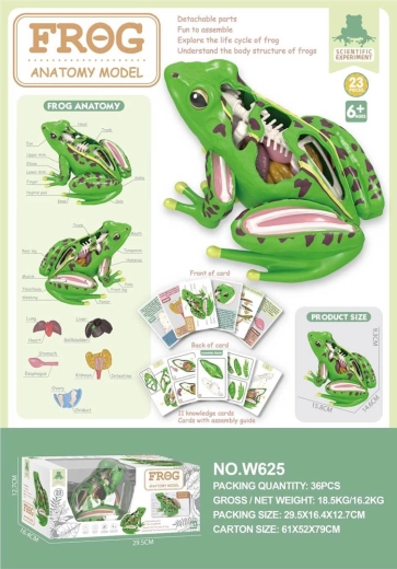 Modello educativo dell’anatomia della rana