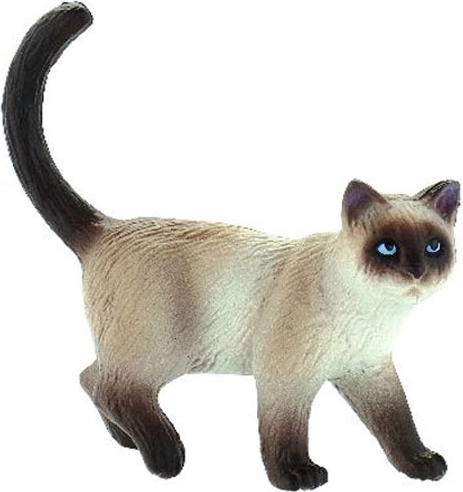 Gatto domestico - Kimmy