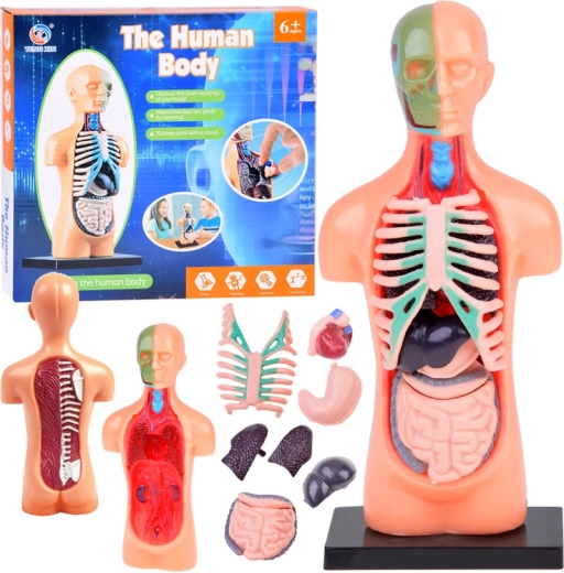 Modello educativo del corpo umano con organi rimovibili, mini 15 cm