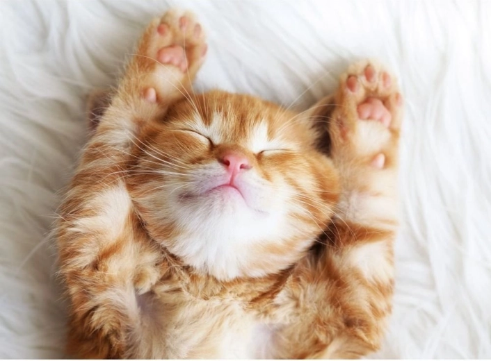 Puzzle Ravensburger Batuffolo che dorme 500 pezzi